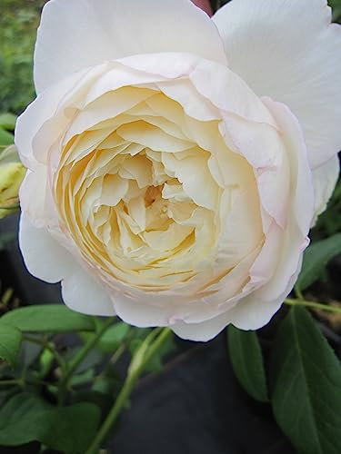 Rosa Claire Austin ® - Englische Rose - Austin Rose
