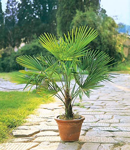 BALDUR Garten Winterharte Kübel-Palmen, 2 Pflanzen, Chinesische Hanfpalme Freilandpalme Gartenpalme, Trachycarpus fortunei frosthart, pflegeleicht, Wasserbedarf gering