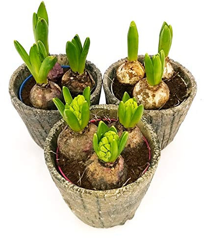 POWERS TO FLOWERS - SET 3 BULBI GIACINTO IN VASO CERAMICA EFFETTO CORTECCIA, pianta vera