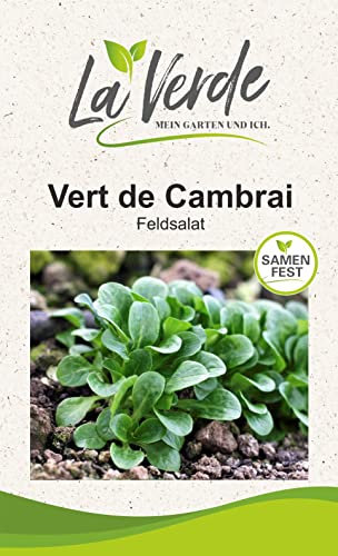 Vert de Cambrai Salatsamen