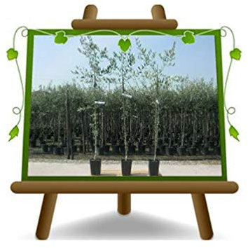 EURO PLANTS VIVAI Olivier Taggiasca en Pot