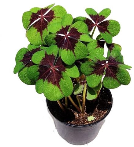 Oxalis Deppei Natural Trébol de la Suerte Conocido por sus Características 4 Hojas