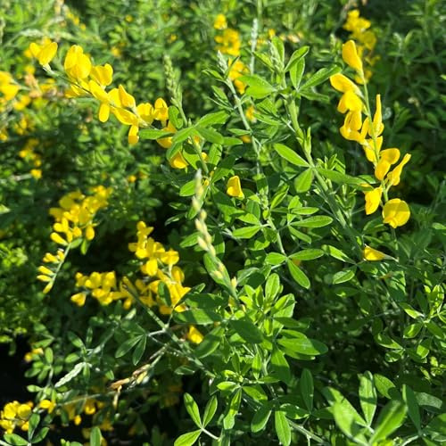 Vivai le Georgiche - Pianta vera di Cytisus maderensis Genista maderensis Citiso maderensis, Ginestra di Madeira - vaso Ø 19 cm - altezza alla vendita 30-40 cm