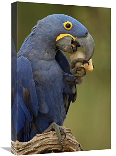 16 x 24 in. Hyacinth Macaw in Cerrado Habitat Eating Piassava Palm Nuts, Brazil Art Print - Pete Oxford