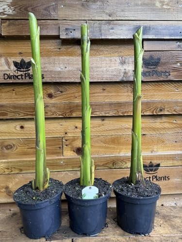 Direct Plants Large Musa Basjoo Fully Hardy Banana Fruit Tree 60-80cm Tall in a 3 Litre Pot