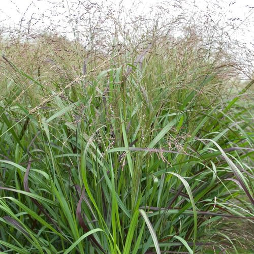 Pianta di Panicum Squaw Erba Ornamentale in Vaso - Piante Perenni da Esterno Resistenti per Giardino