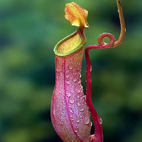 Haloppe 600 Stücke Nepenthes Blumen Pflanzen Samen für Hausgarten Pflanzen, Nepenthes Samen Garten Balkon Terrasse Bonsai Fleischfressende Kannenpflanze Nepenthes-Samen