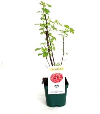 Planta natural Grosella Roja, 20-30 cm. Ribes rubrum. Frutos del Bosque. Arbusto con frutos pequeños, rojos y ácidos, ricos en vitamina C y antioxidantes. Segura Garden.