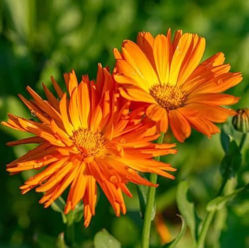 semi di calendula biologici - resistenti 350pcs