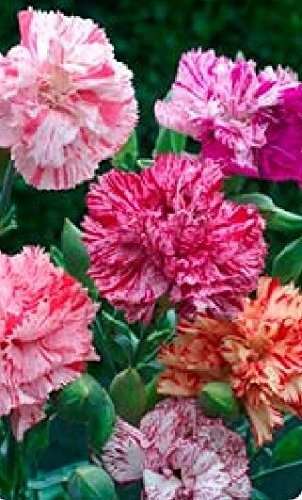 Just Seed - Flower - Carnation - Chabaud Picotee Fantasy Mixed - 250 Seeds