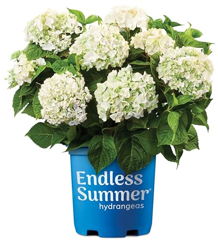 Endless Summer Blushing Bride Hydgrangea, (1 Gallon) Pure White Semi Double Blooms - Light Pink Bigleaf Shrub
