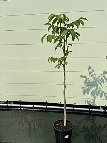 Juglans Regia - Noce 150 cm