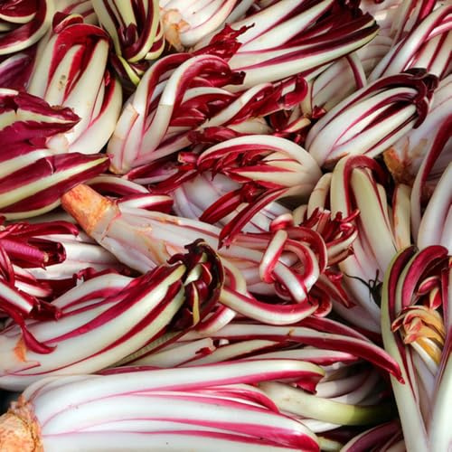 semillas de achicoria perenne, balcón invernadero, balcón ensalada de achicoria, orgánicas resistentes para jardín, 150pcs