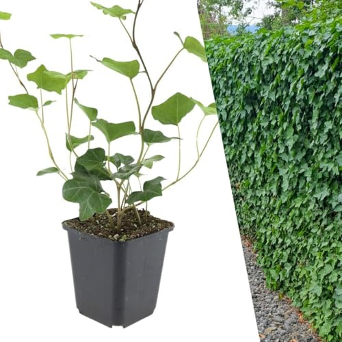 Plants by Frank Hedera Hibernica, 6 plantes de lierre, Ø 9 cm | Lierre d’Irlande, Plante grimpante, Rustique Vivace persistante, Couvre-sol, Plante de Jardin, Pot 9 cm, Hauteur : 15 cm