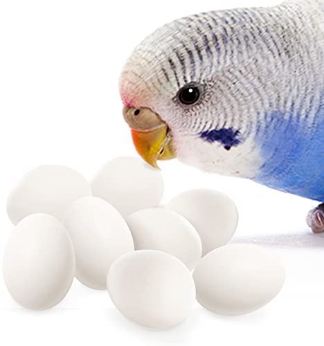 SunGrow Parakeet Eggs, Beneficial in Birds' Laying and Breeding Process, White Plastic, 0.71 x 0.47” (18mm x 12mm), Suitable for Lorikeet & Ringneck Doves, Cockatiel, Green Cheek, 8 Pcs Per Pack