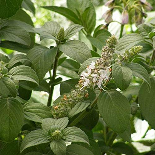Bobby Semi Tagetes Semi Disco Arancione