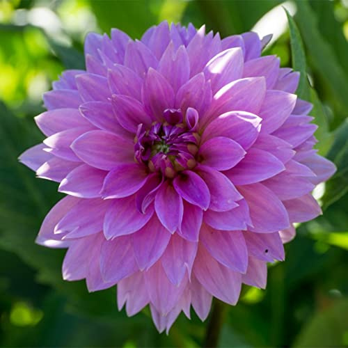 Cuidado fácil, Rizomas Dalias, Habitaciones Purificadoras De Aire Multicolor, Muy Abejos, Jardín, Top Dalias Resistentes, 8bulbos-J