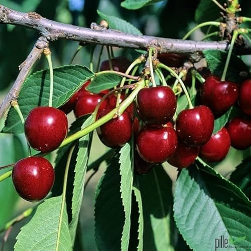 Kirschbaum Kordia | 80-120 cm Lieferhöhe | Edelkirsche für anspruchsvolle als Terrassenobst |