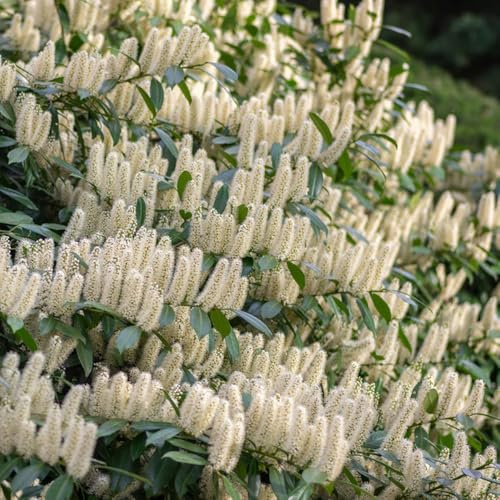 semillas de laurel cerezo - perennes resistentes jardín rocas raras 100pcs