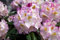 Rhododendron Hybr. 'Brigitte' 40-50 cm - Rhododendron, rosa Blüten, Blütezeit Mai-Juni, ideal für Halbschatten, immergrün, winterhart