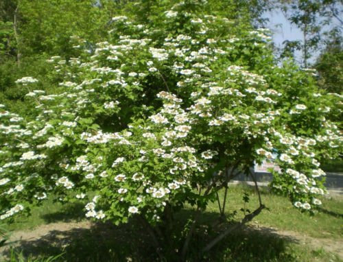 25 + viandante semi di albero (Viburnum lantana) arbusto ornamentale