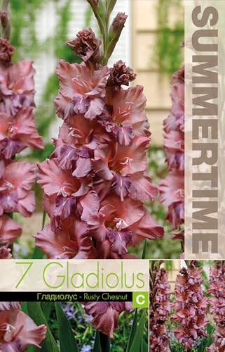 AGRONOM | GLADIOLI - RUSTY CHESNUT | Bulbi da fiore perenni | Fiori color cioccolato | Coltivati in giardini fioriti, prati fioriti | 7 bulbi