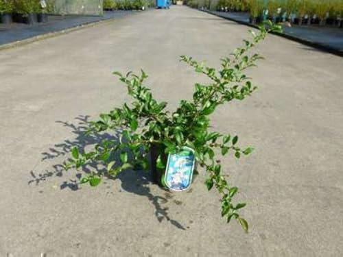 Chaenomeles sup. 'Jet Trail' - Cognassier Du Japon 30-40 cm en pot