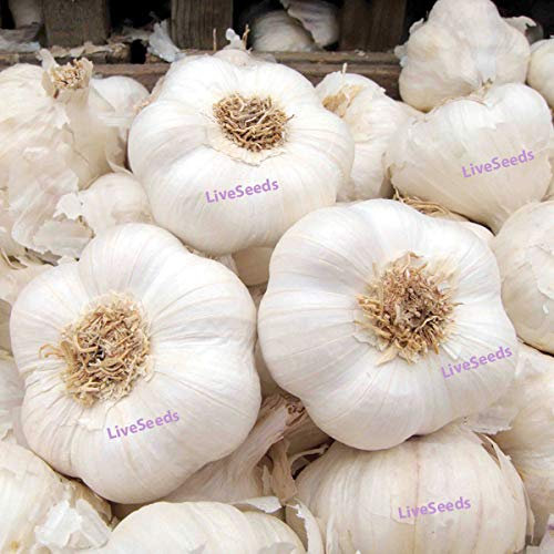 Solent Wight Garlic for New Season 30 Seeds Cloves Fresh for New Season Hardy, Green