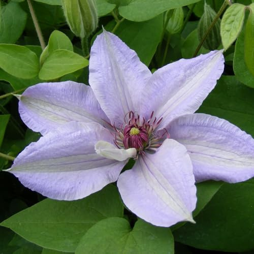 Clematis 'Bernadine' | Compact Lilac Blue Flowering Climber | Summer Blooming Clematis for Containers & Small Gardens | Easy to Grow | Pruning Group 2-10.5cm Pots x1 by Thompson & Morgan