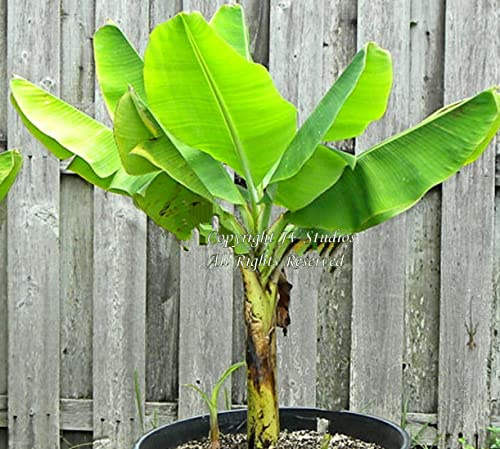 Musa balbisiana 10 Seeds Thai Banana Ornamental Wild Banana Tropical Seeds Growers Favorite Most Tolerant of Cold of All Banana Plants red Flowers