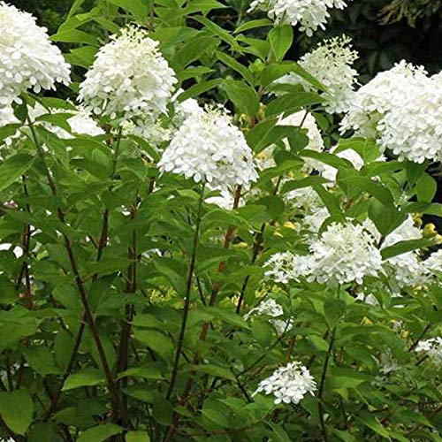 Hydrangea Paniculata 'Grandiflora'- Hortensia paniculé 'Grandiflora' 40-50 cm en conteneur