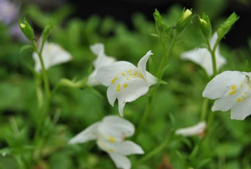 Mazus reptans 'Albus' 9x9 cm Topf – Winterhart, Mehrjährig, Pflegeleicht – Teppich-Mazus – Bodendecker für Garten & Steingarten