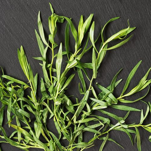 Semi di dragoncello, da giardino roccioso resistenti semi di medicinali prodotti sostenibili vecchie varietà perenni 100pcs