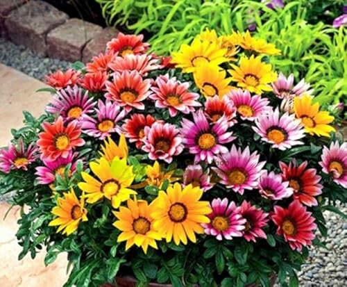 150 Graines de Marguerite du Soleil - Gazania Hybrida Sunshine Hybrids - Gazanie Fleur Jardin - 294