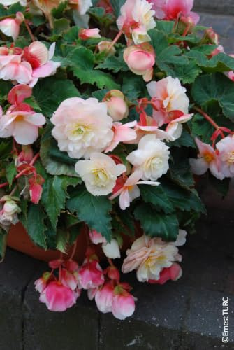 Begonia odorata 'Angélique' / Bégonia parfumée/Conteneur de 1 à 1.9 litres/Vivace tubéreuse