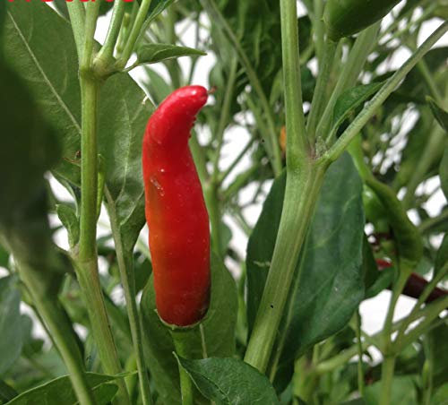 SEMI PEPERONCINO VIETATO