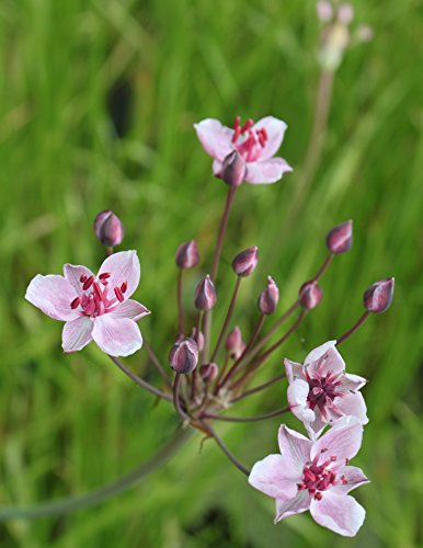 WASSERPFLANZEN WOLFF - fertig im Pflanzkorb - Butomus umbellatus - Blumenbinse - Schwanenblume - Wasserliersch, rosa - heimisch - winterhart