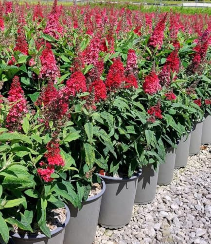 Buddleja candy Little Ruby vaso 19 cm