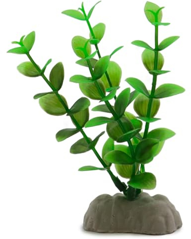 Amtra A8011246 Planta Clásica Rotala, S