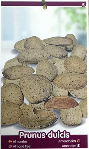 ÁRBOL FRUTAL ALMENDRO MOLLAR M25 100-150CM PARA EXTERIOR