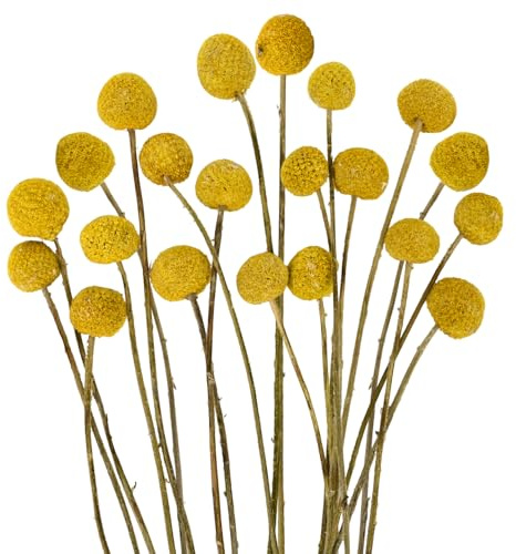 20 Flores secas, arreglos Florales Secos de Bolas Doradas para Decorar tu hogar, Dormitorio y Sala de Estar.