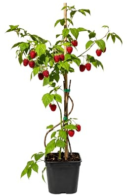 Mysohome - Frambuesa Planta Natural en Maceta, 50 cm de altura, Rubus idaeus Arbusto Frutal Exterior con Frutos Rojos para Jardín Terraza Huerto Planta Natural Fácil Cuidado. Frambuesa