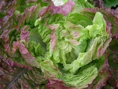 Lettuce Carmona 500 Seeds