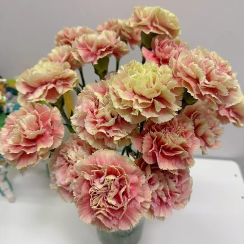 nelken samen mehrjährig - Dianthus caryophyllus - bio saatgut wildblumensamen bartnelken samen blumensamen balkon exotische zimmerpflanzen bonsai hochbeet balkon seltene pflanzen 100pcs