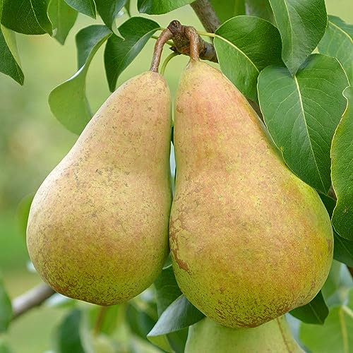 Pear Concorde Tree - Fruit Trees for Garden Ready to Plant - Pear Tree in Plant Pot - Outdoor Trees in Pots - 7.5L Pot, 4-5ft