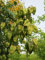 Koelreuteria paniculata (Albero delle Lanterne Cinesi) - Pianta