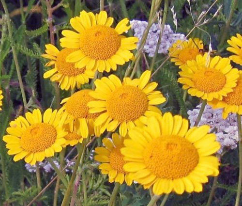 MARGARITA DE ORO Anthemis Sancti Johannis- 1.000 semillas a granel
