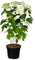 Ballhortensien in vielen Formen und Farben (60-80 cm, Annabelle)