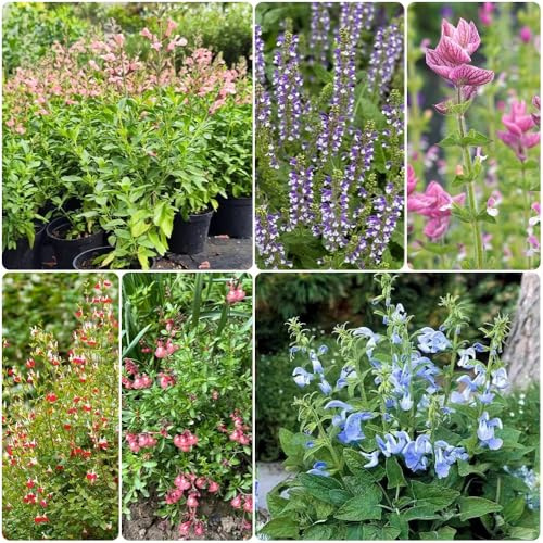 Semi di Salvia - semi di selvatici Salvia japonica - rare da giardino roccioso resistenti biologici esotici 300pcs