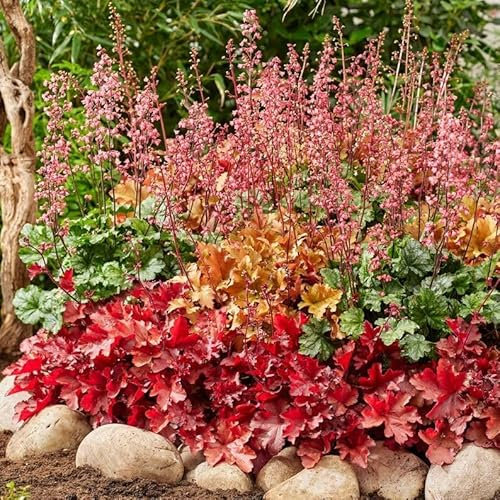 Collection Heuchera, mélange de 3 plantes vivaces, violettes rustiques à racines nues de Hollande (pas de graines, bulbes et non artificielles). Parfaites comme couvre-sol à l'ombre